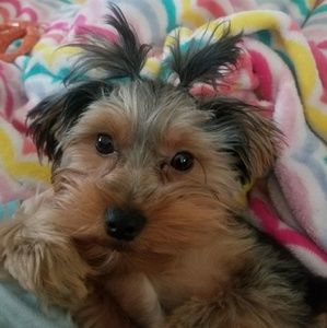 Meet your Posher, Starla